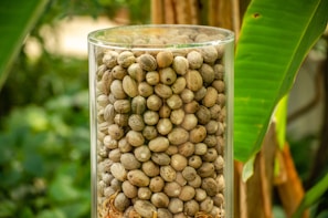A glass container is filled to the brim with numerous small, round, dry seeds or nuts. The container is set against a backdrop of lush green foliage, including large leaves, suggesting an outdoor or natural setting.