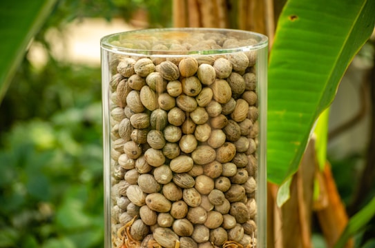A glass container is filled to the brim with numerous small, round, dry seeds or nuts. The container is set against a backdrop of lush green foliage, including large leaves, suggesting an outdoor or natural setting.