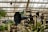 A greenhouse interior is filled with various plants and industrial equipment, including a large blue metal structure resembling a horn. Pipes and mechanical components are integrated with greenery, blending technology with nature. Sunlight filters through the glass ceiling, casting shadows over lush foliage and hanging mosses.