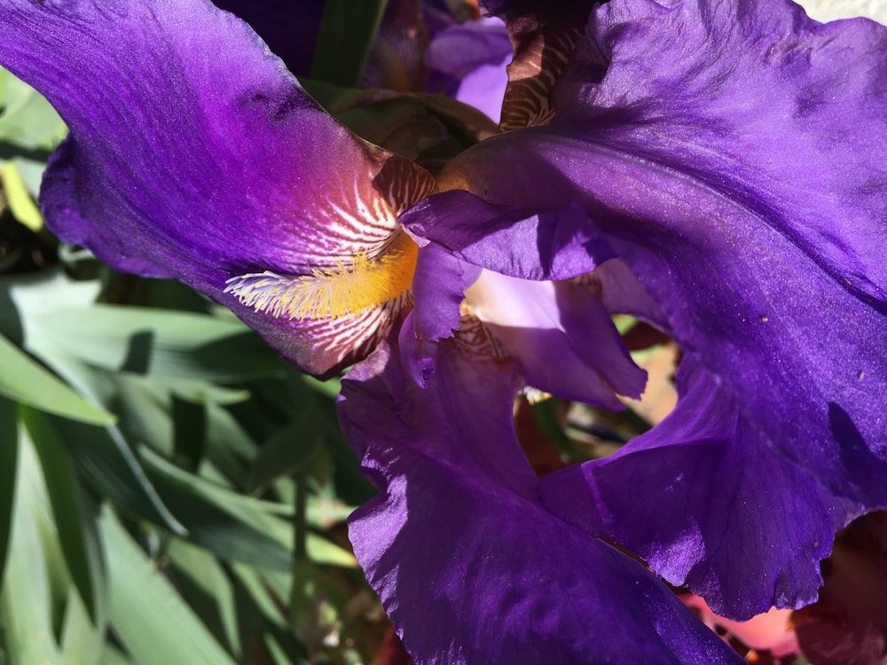 a close up of a purple flower with green leaves in the background