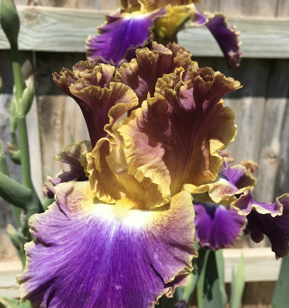 a close up of a purple and yellow flower