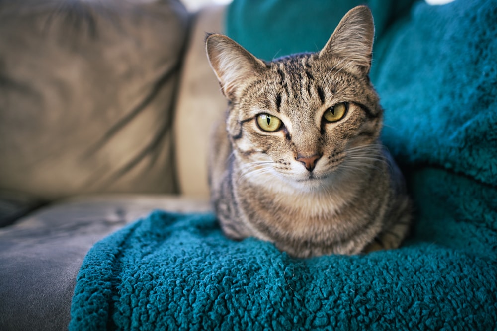 a cat sitting on a blue blanket on a couch
