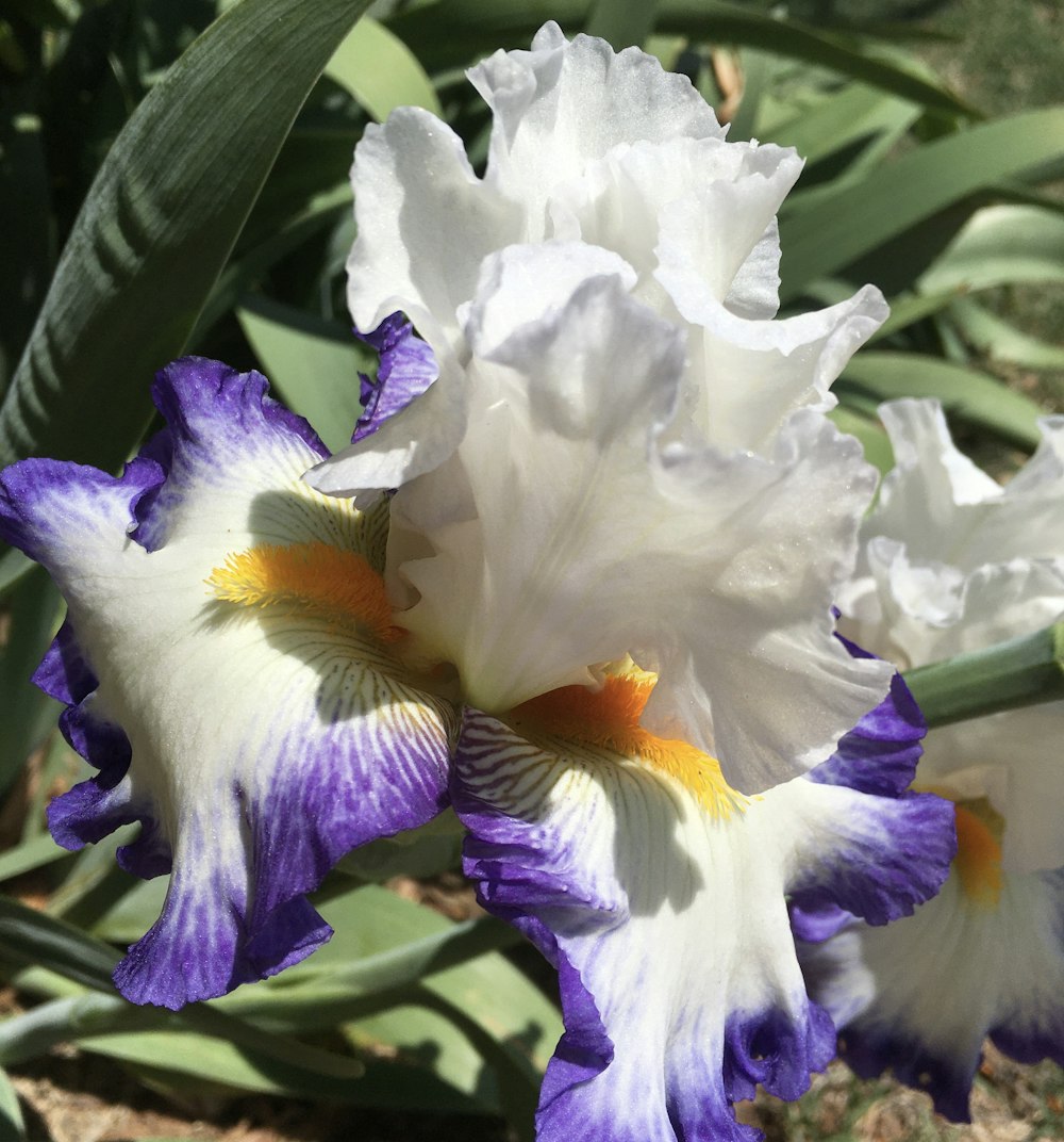 a close up of a purple and white flower