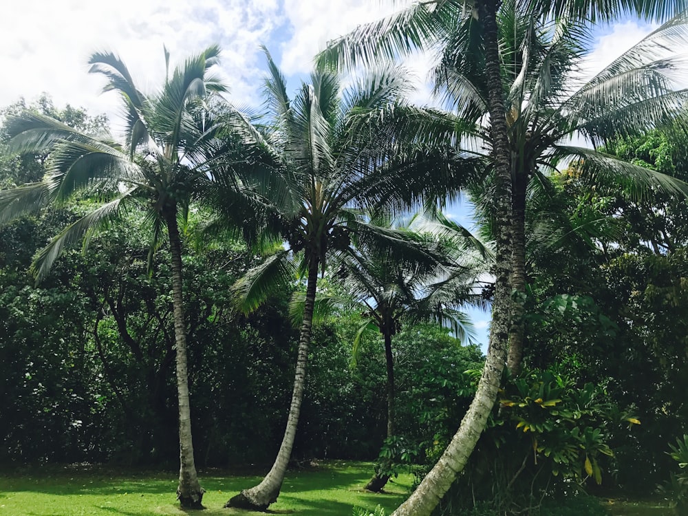 Un exuberante campo verde con palmeras en un día soleado