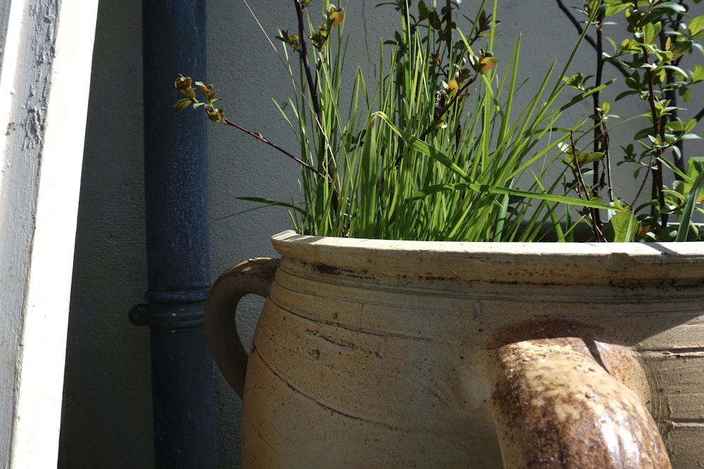 a potted plant sitting on the side of a building