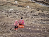Two people wearing colorful traditional clothing walk across a rocky, grassy landscape. In the background, several alpacas graze. The scene suggests a rural, mountainous region.