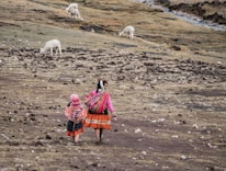 Two people wearing colorful traditional clothing walk across a rocky, grassy landscape. In the background, several alpacas graze. The scene suggests a rural, mountainous region.