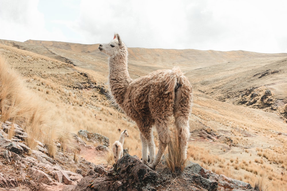 a couple of llamas standing on top of a mountain