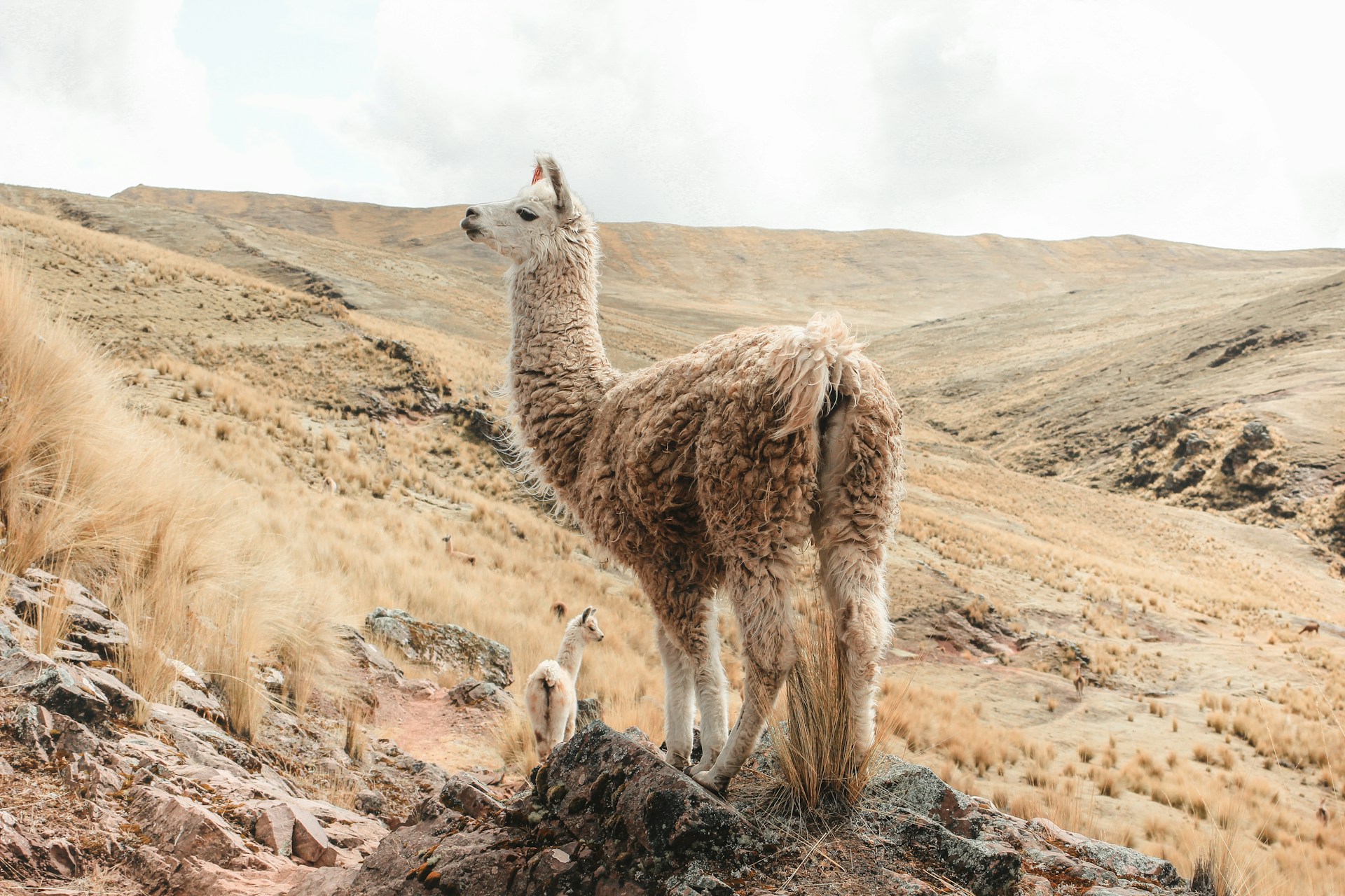 a couple of llamas standing on top of a mountain