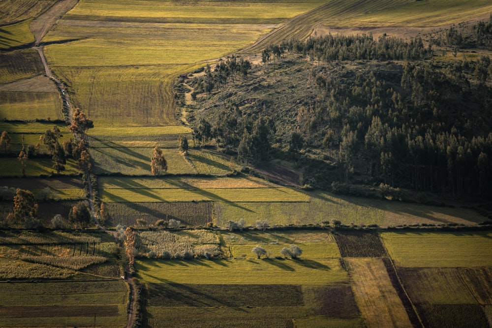 Una vista aérea de un campo con árboles y animales
