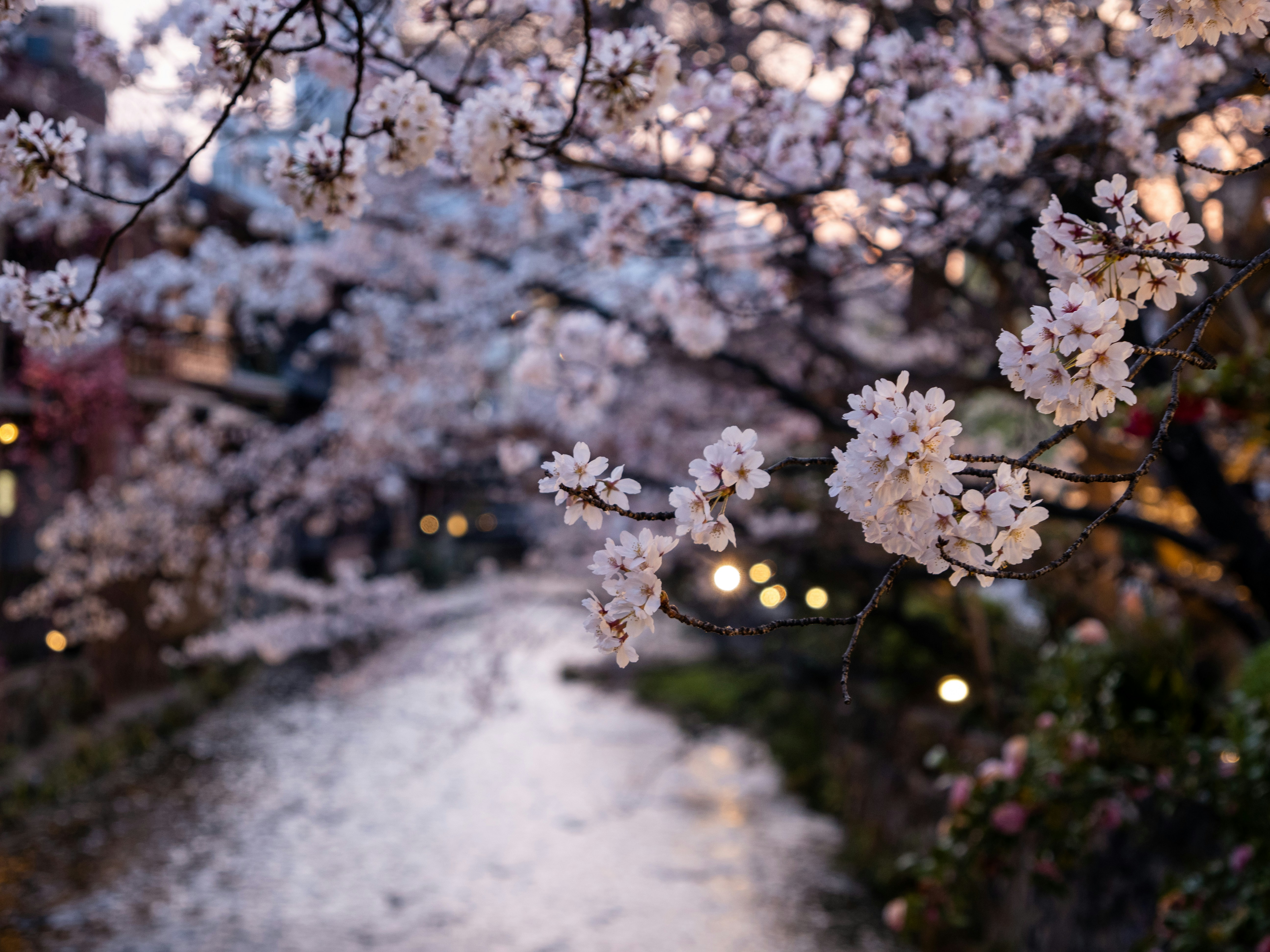 Photo by shellingfordyu