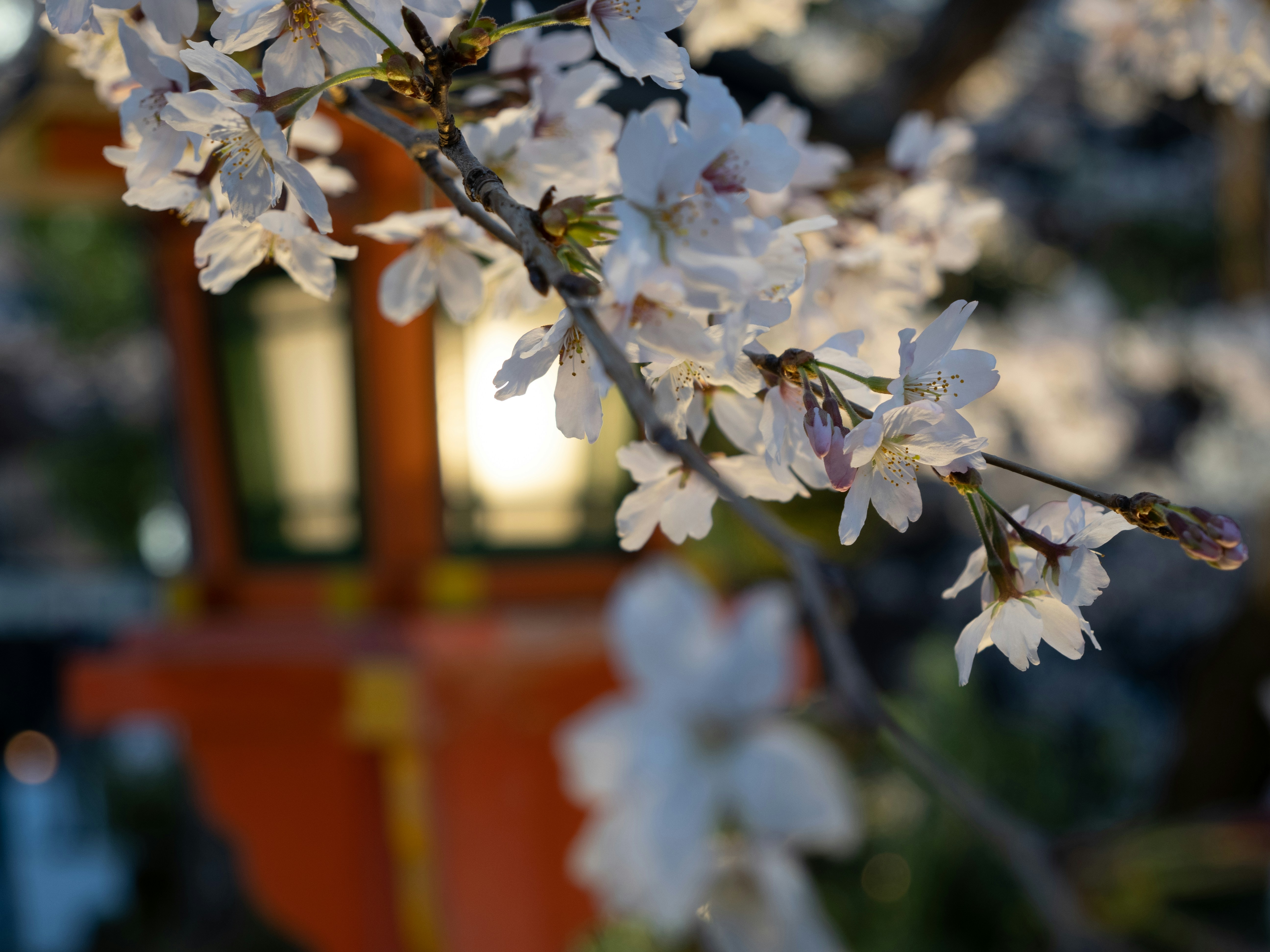 Photo by shellingfordyu