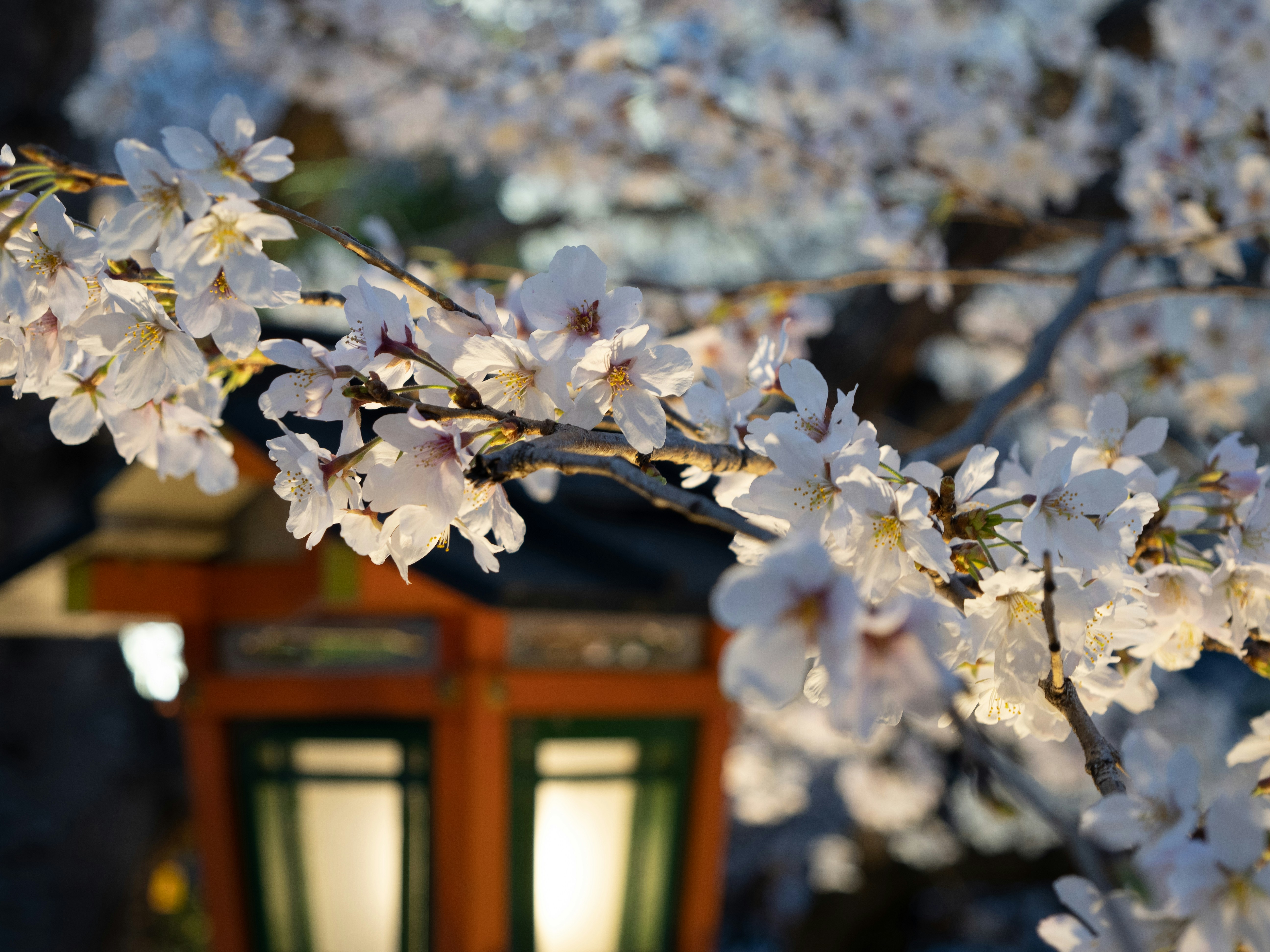 Photo by shellingfordyu