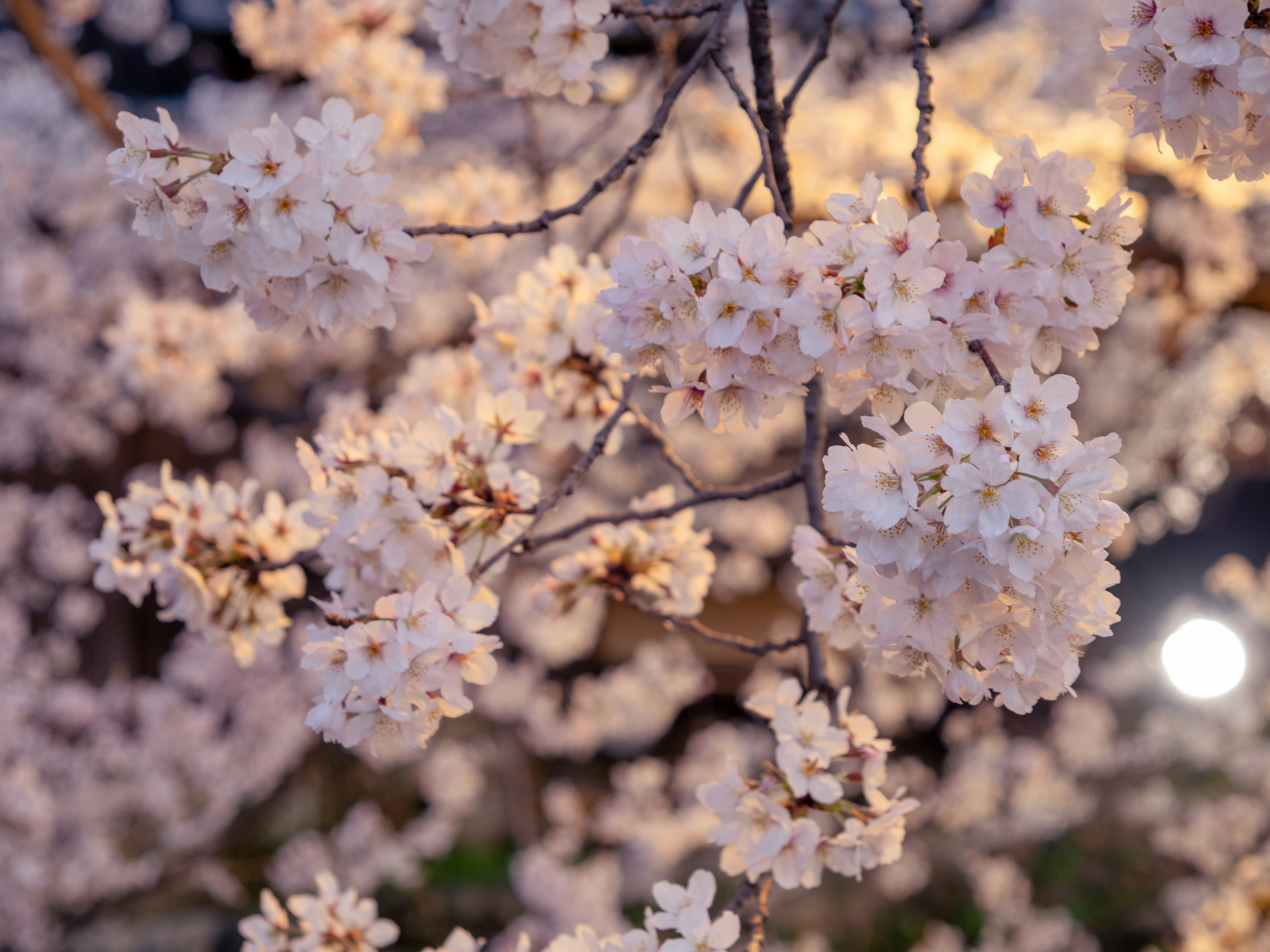 Photo by shellingfordyu