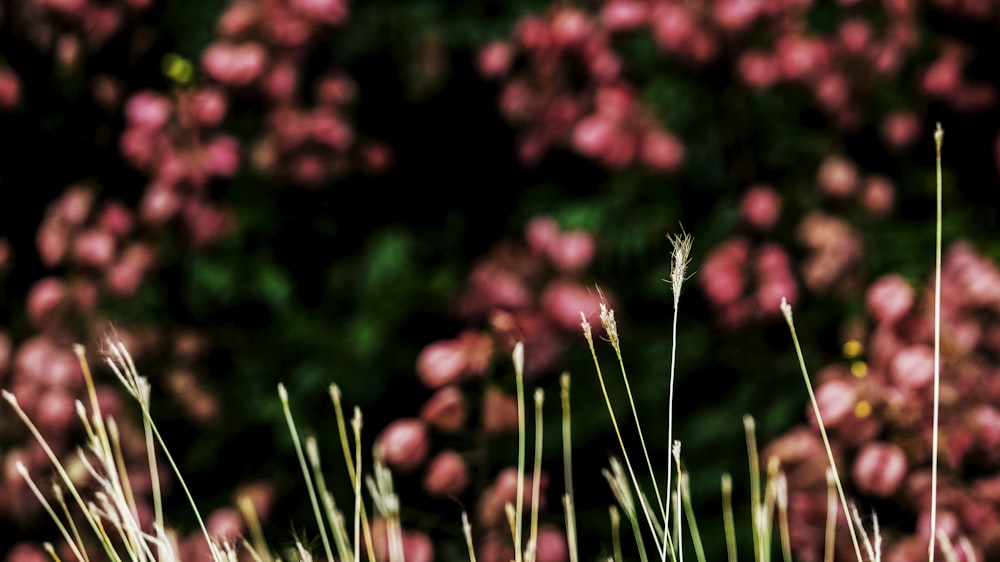 a close up of a plant with pink flowers in the background
