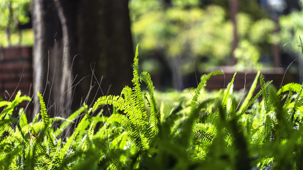 a close up of a green plant near a tree