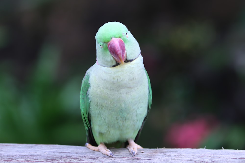 a green bird sitting on top of a wooden table