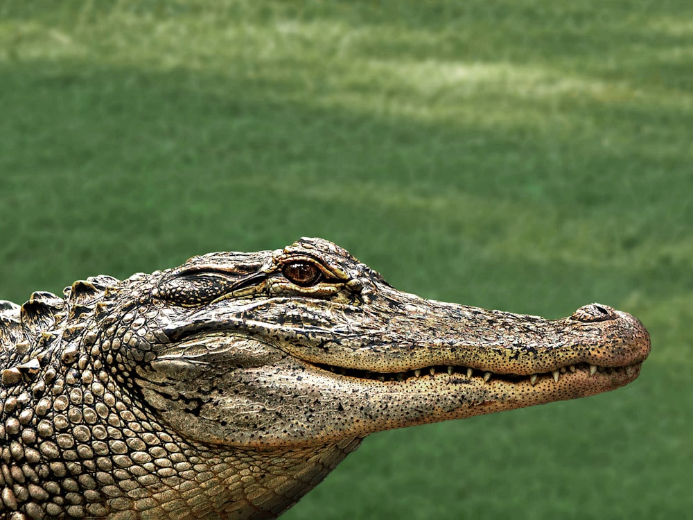 a close up of a crocodile's head with grass in the background