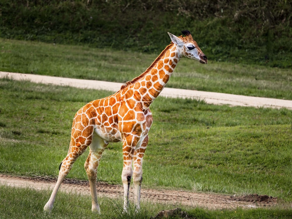 a giraffe standing in a grassy field next to a dirt road