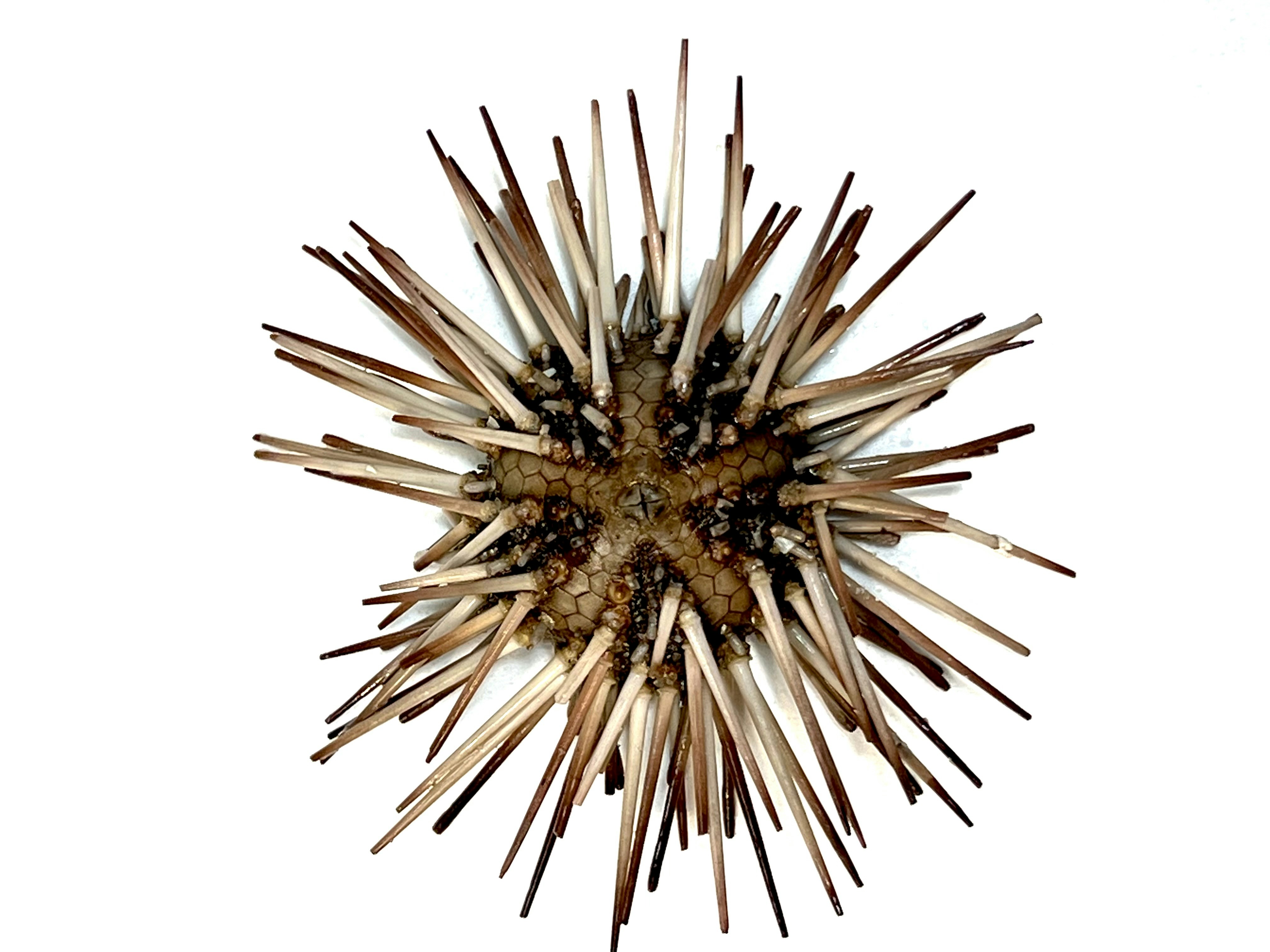 a close up of a star shaped object on a white background