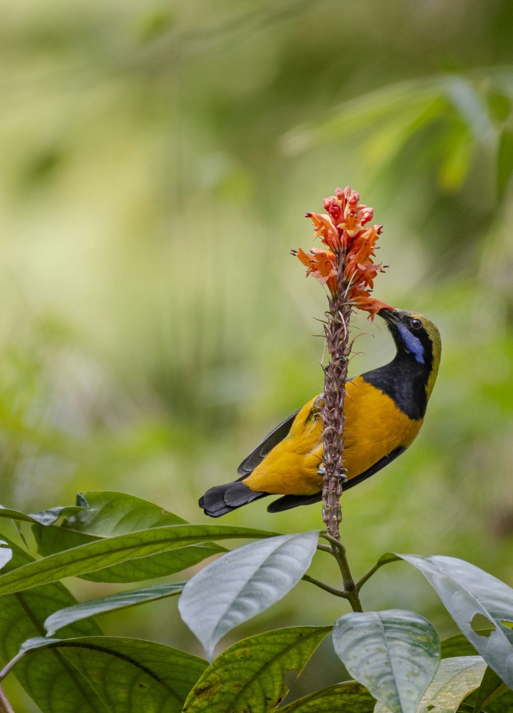 a yellow and black bird sitting on top of a plant