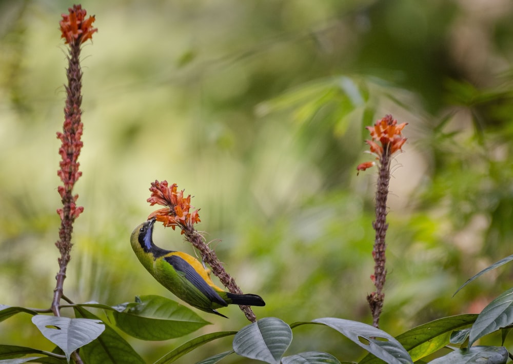 a colorful bird perched on a branch in a forest