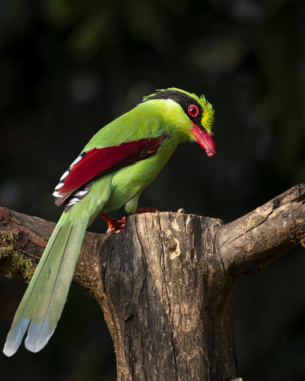 a green and red bird perched on a tree branch
