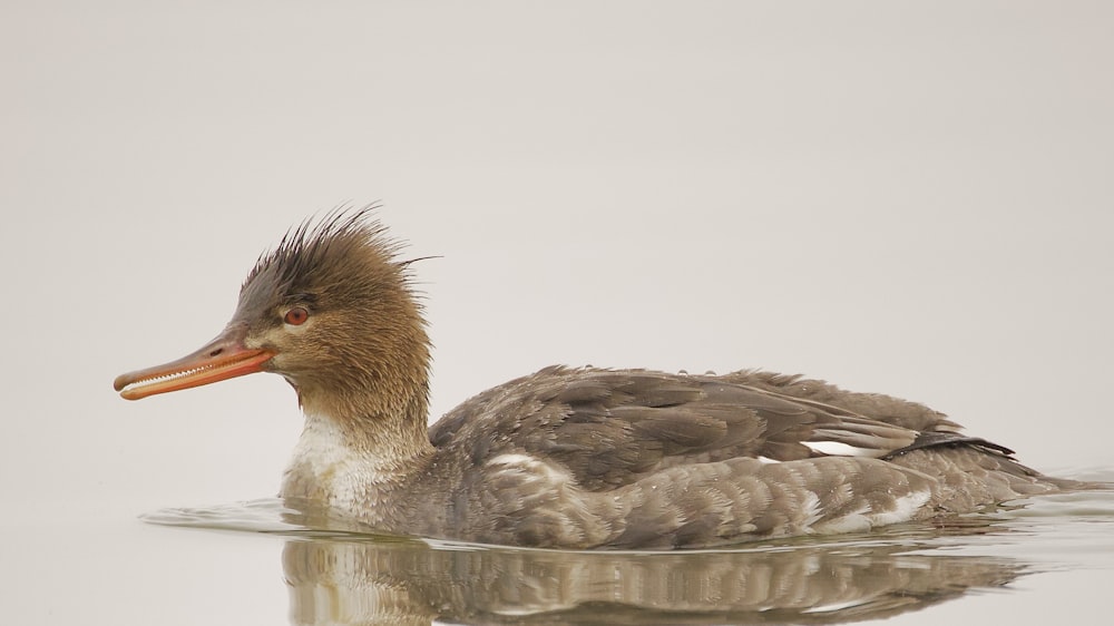 a duck floating on top of a body of water