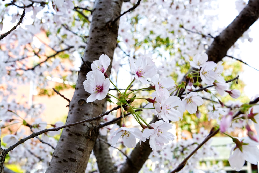 a tree with white flowers in a park