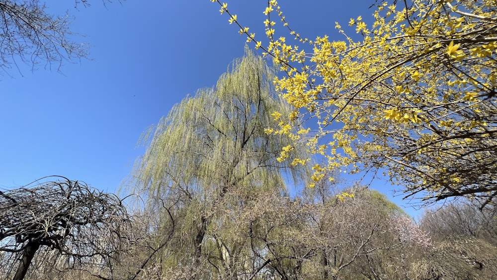 a tree with yellow leaves and a blue sky in the background