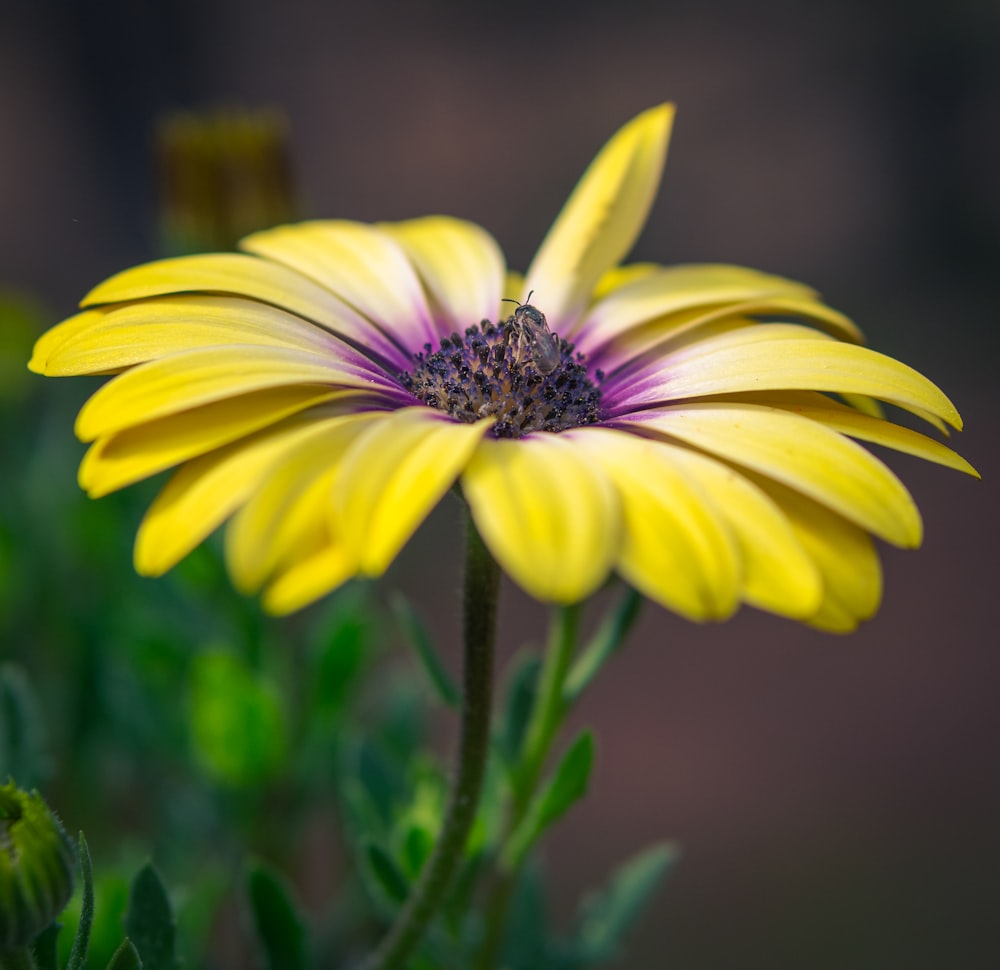 a close up of a yellow flower with a purple center