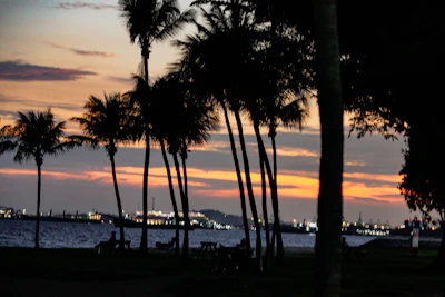 Palm trees lining the shoreline at East Coast Park, Singapore