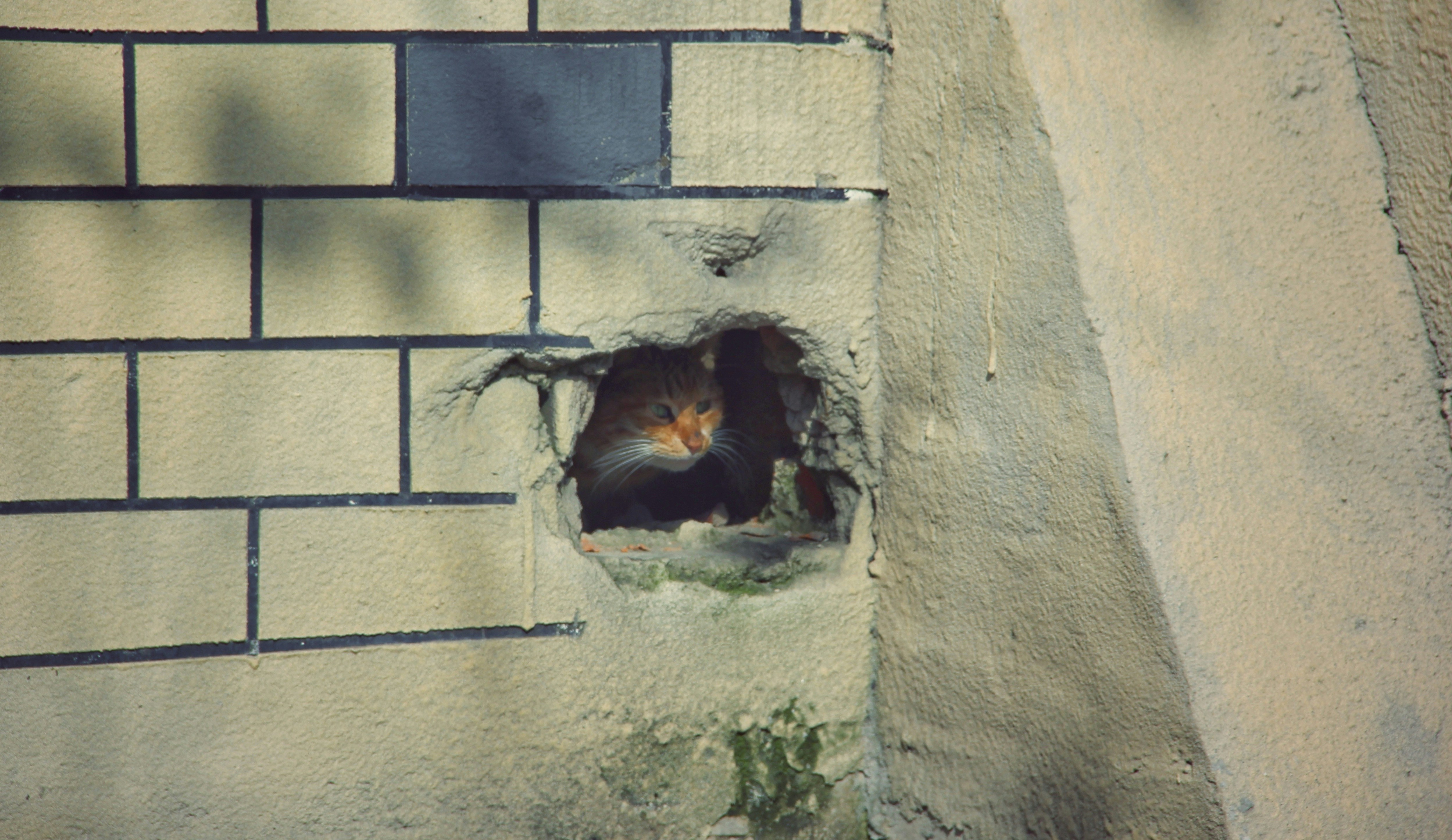 Un gato asomándose por un agujero en una pared de ladrillos