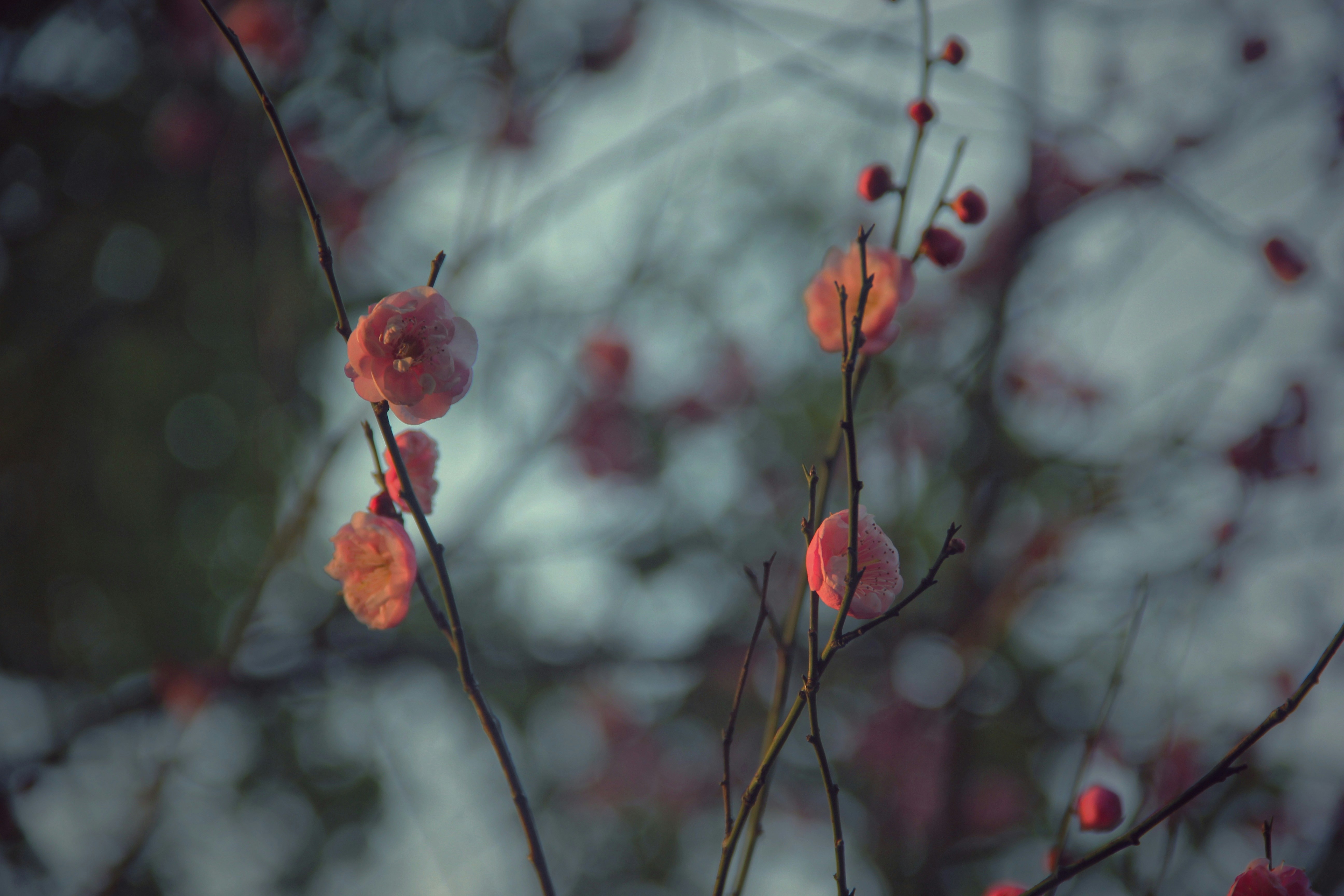Un primer plano de un árbol con bayas