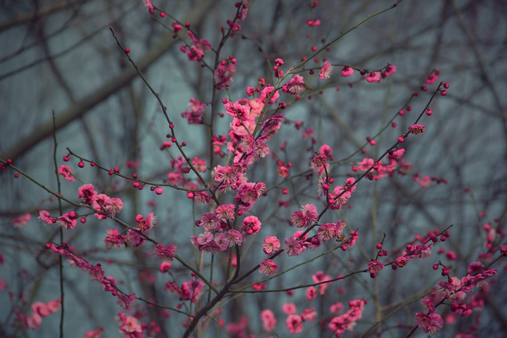 pink flowers are blooming on the branches of a tree