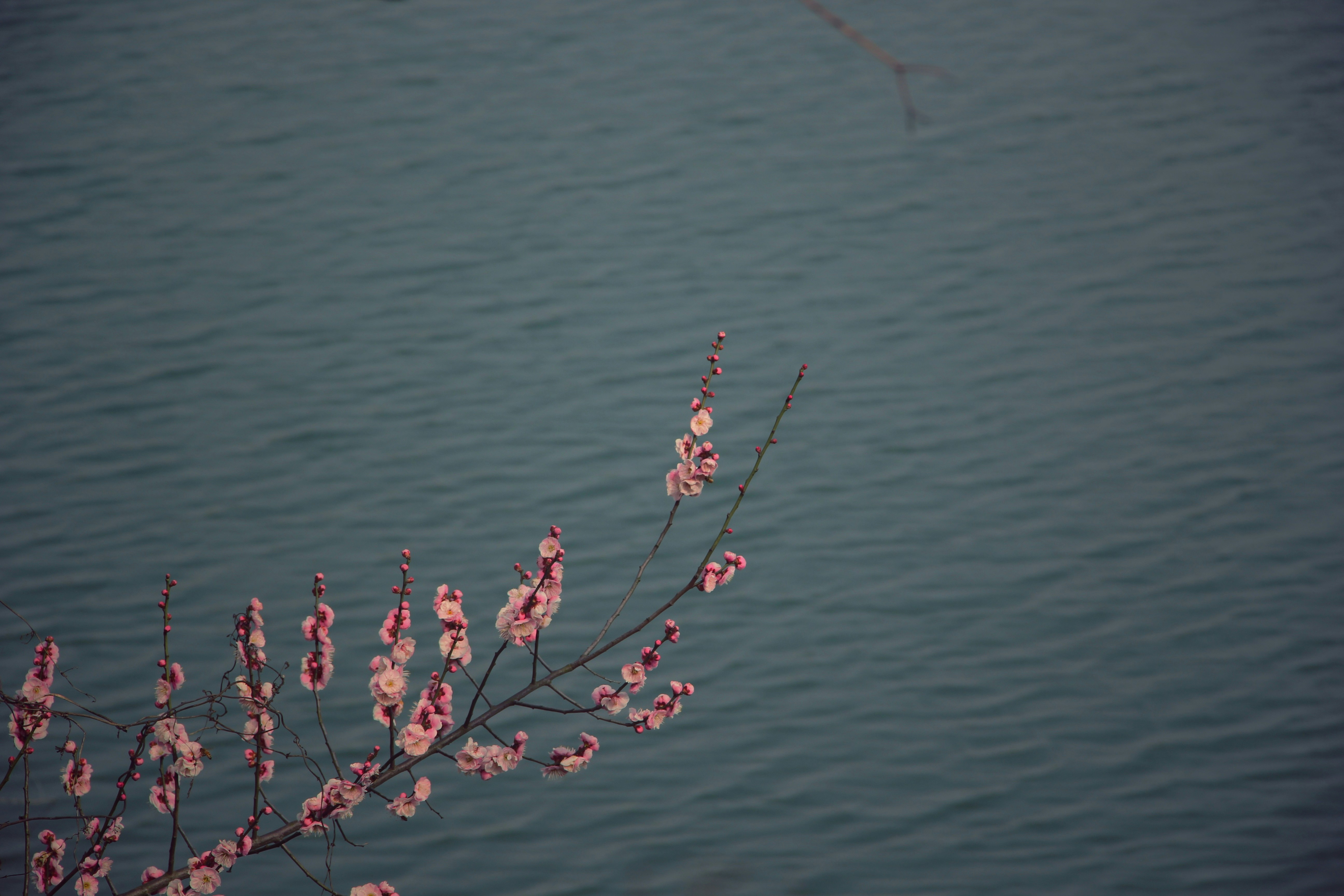 una rama con flores rosadas frente a un cuerpo de agua