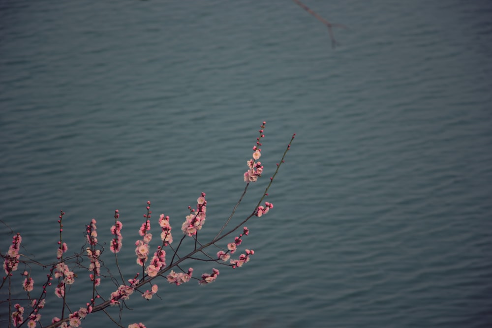 a branch with pink flowers in front of a body of water