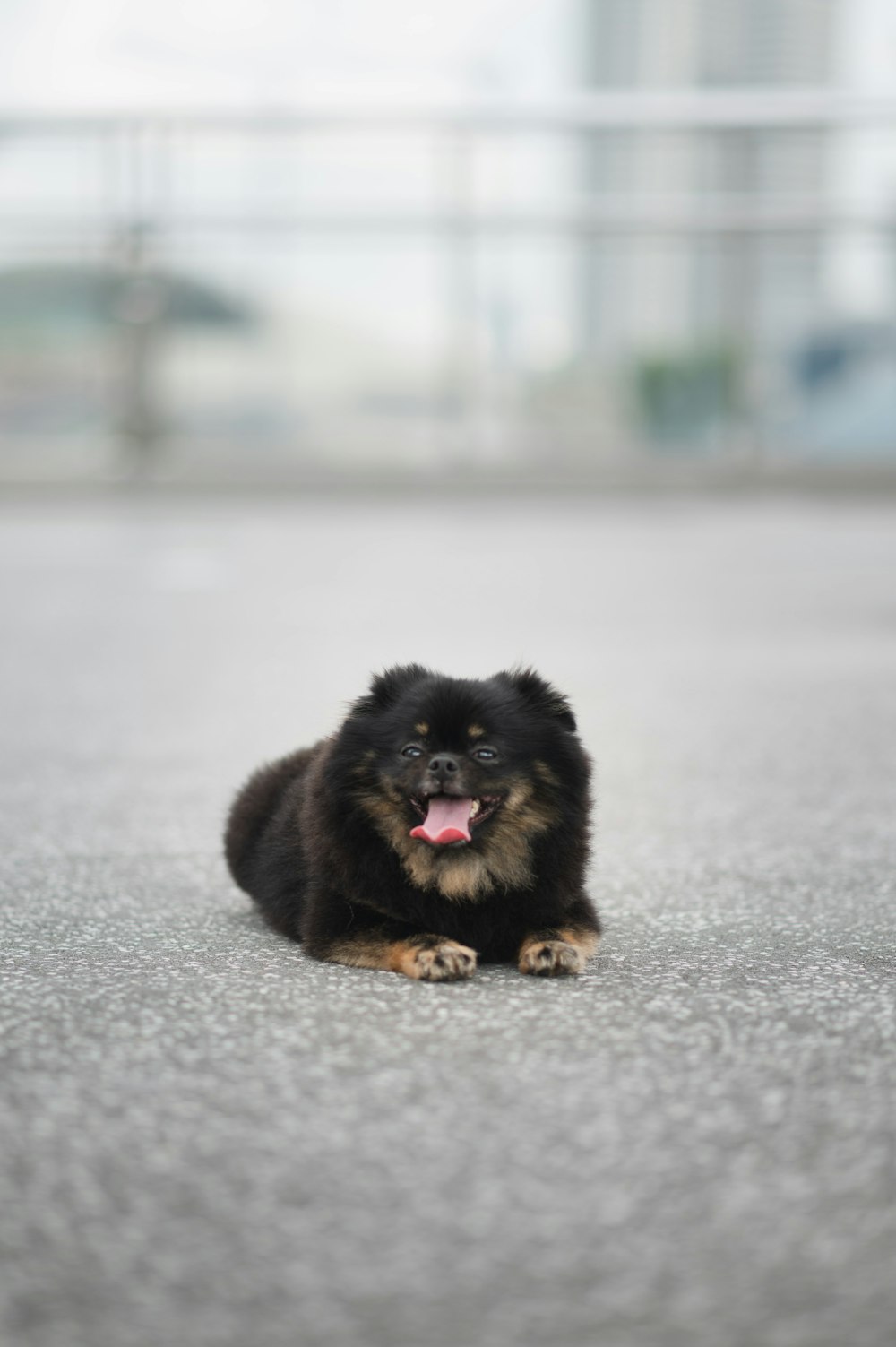 a small black and brown dog laying on the ground