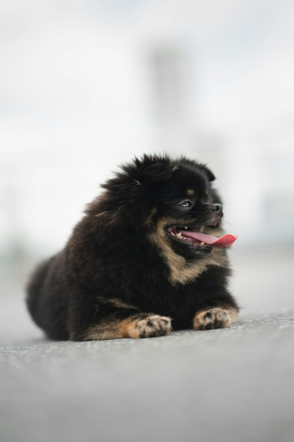 a small black and brown dog laying on the ground