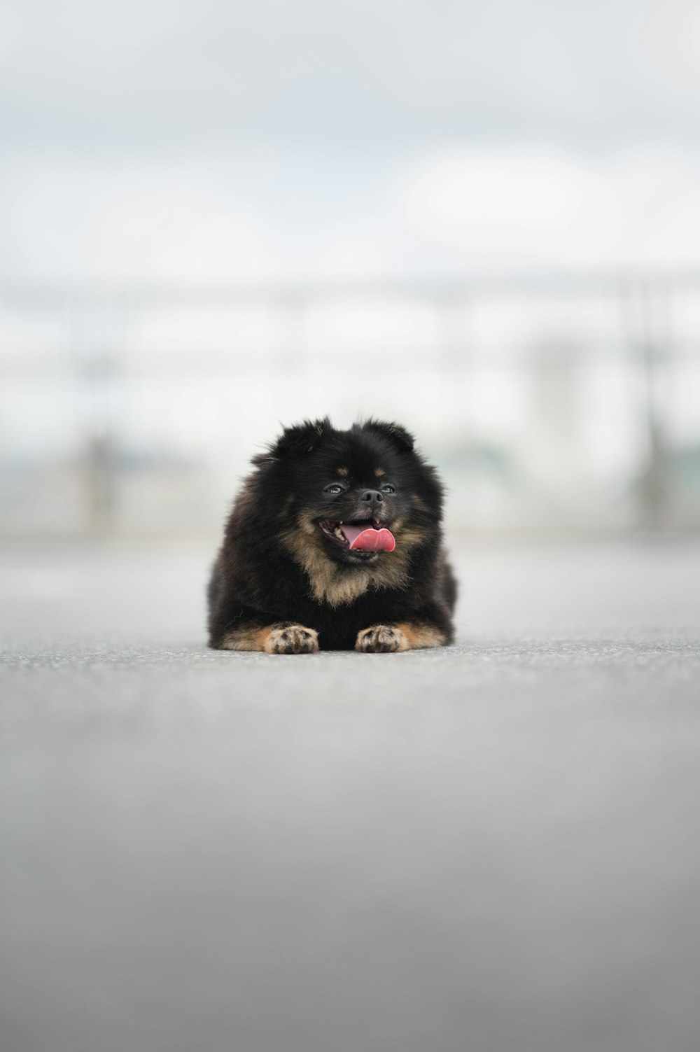 a small black and brown dog laying on the ground