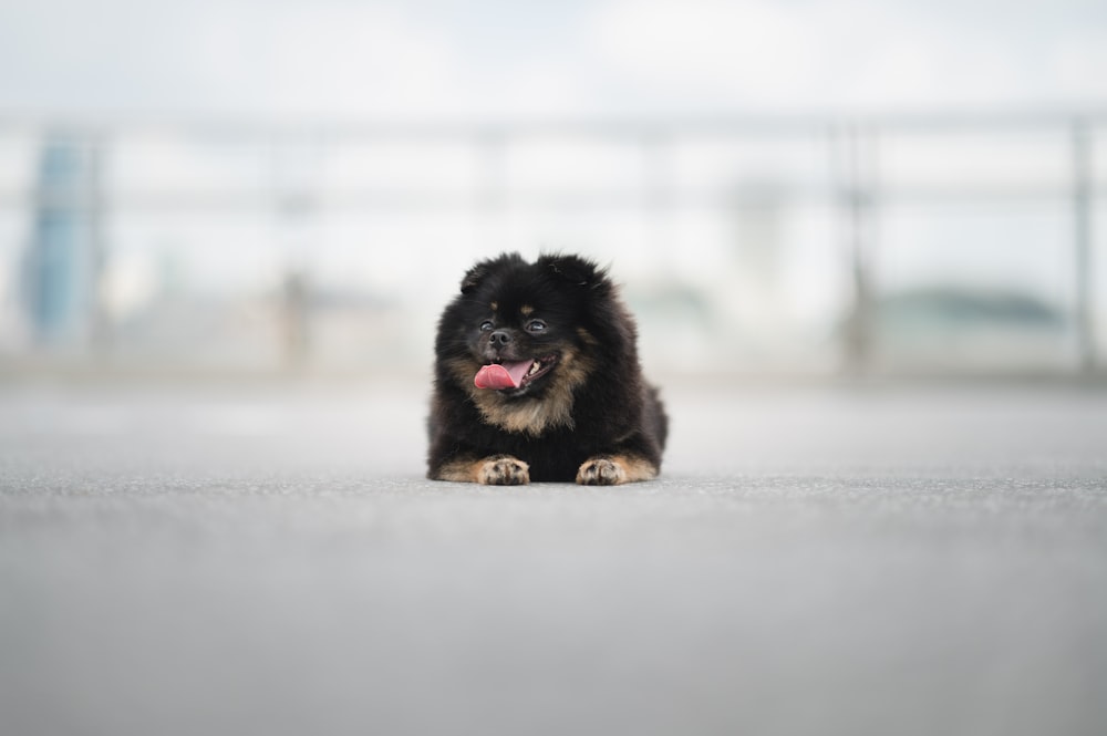 a small black and brown dog laying on the ground