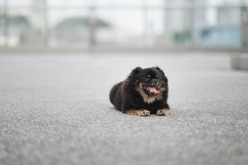 a small black and brown dog laying on the ground