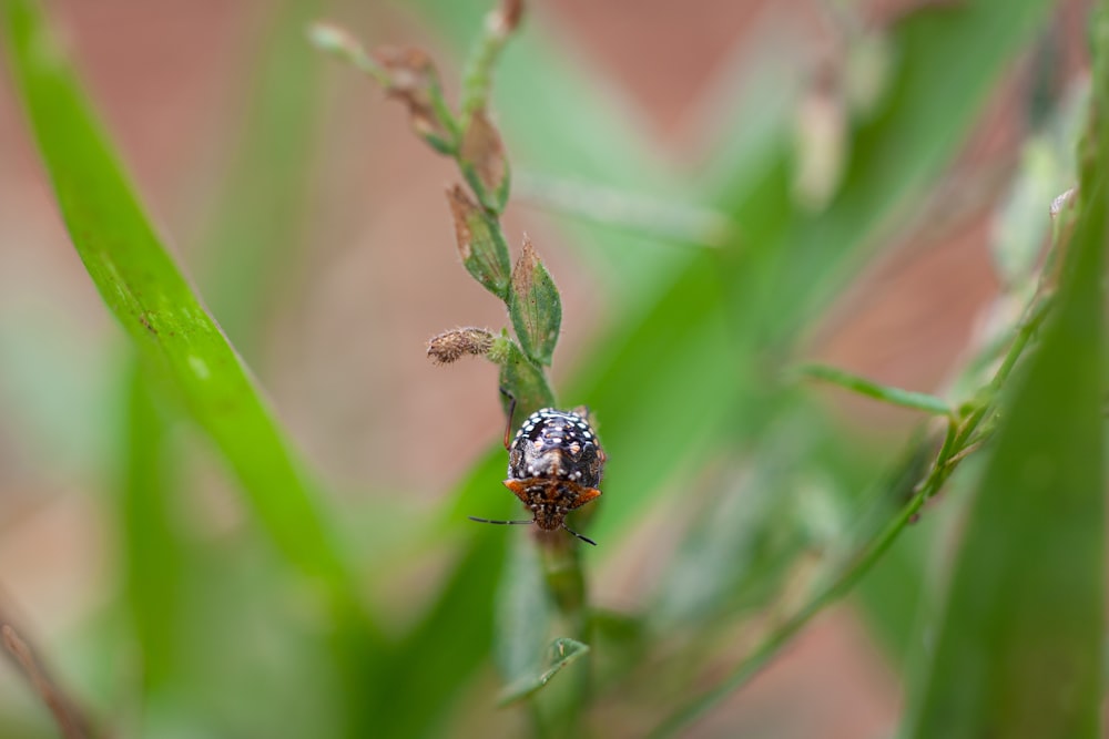 a bug sitting on top of a green plant