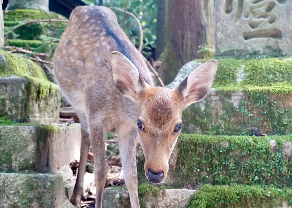 a baby deer standing on top of moss covered steps