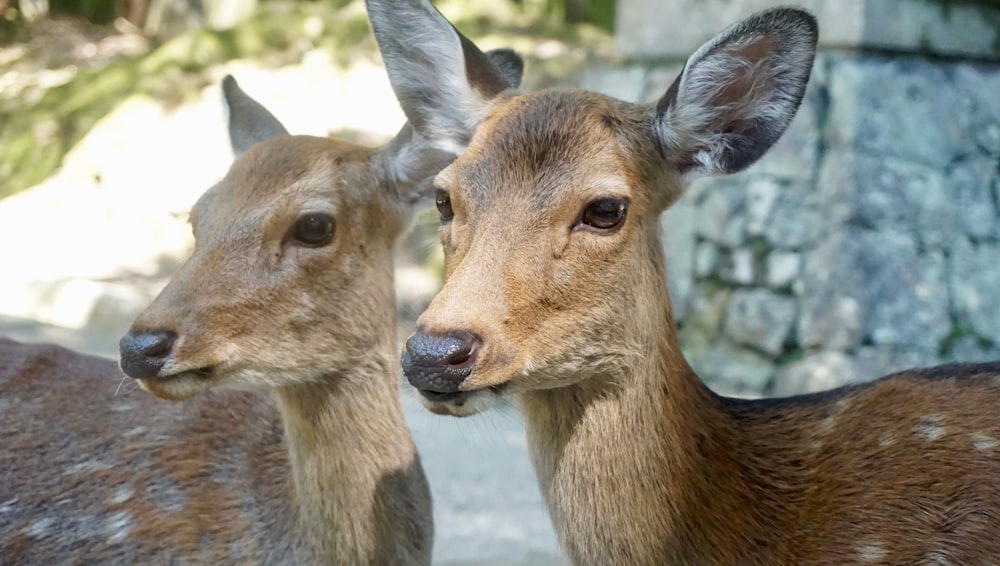 a couple of deer standing next to each other