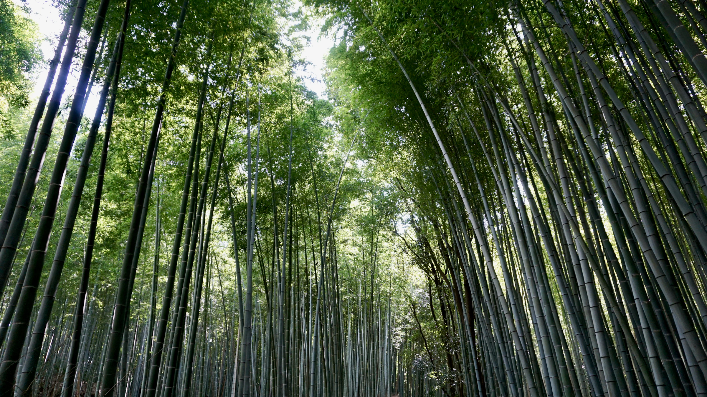 京都嵐山竹林
