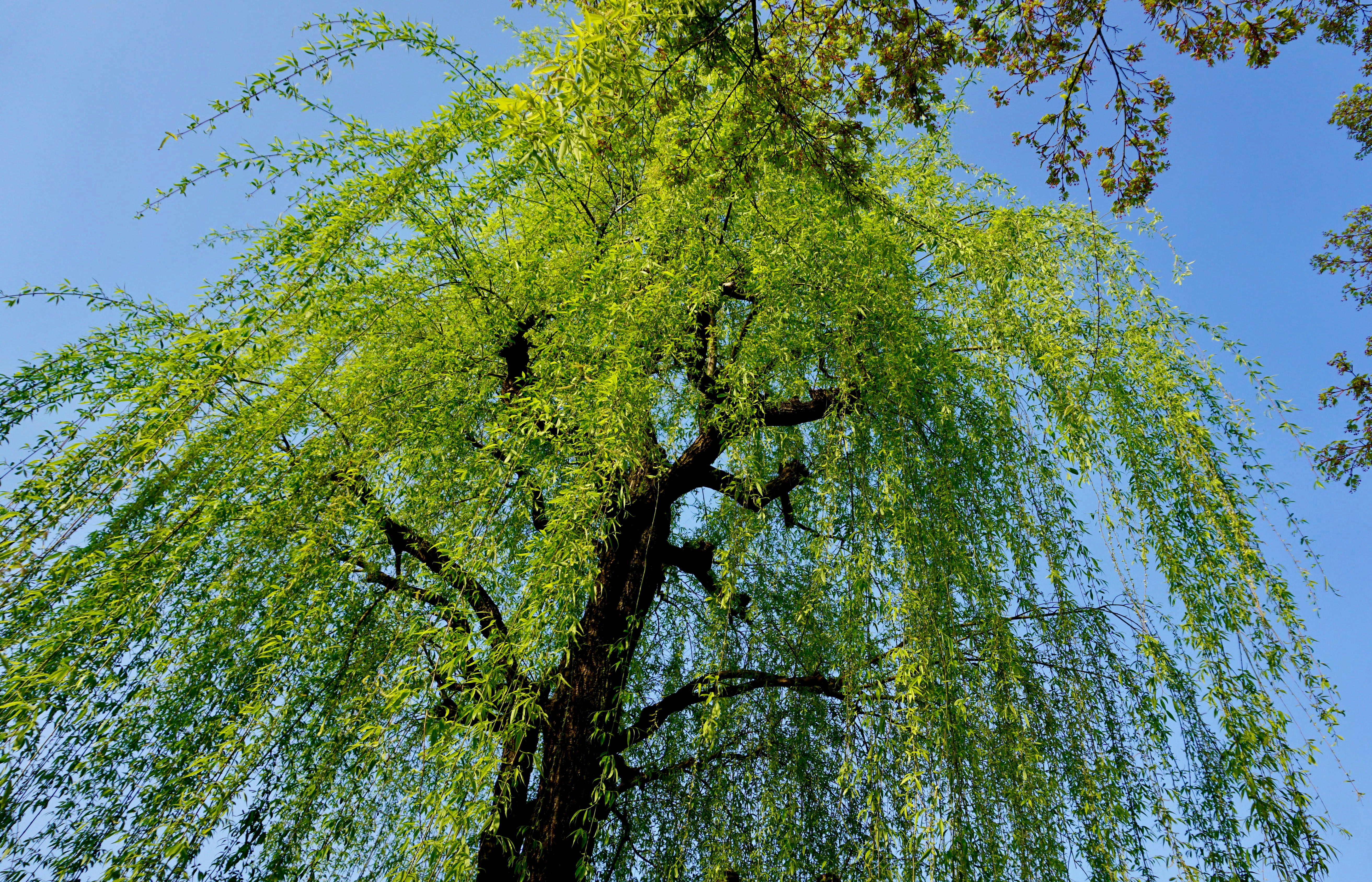 a tree with green leaves and a blue sky in the background