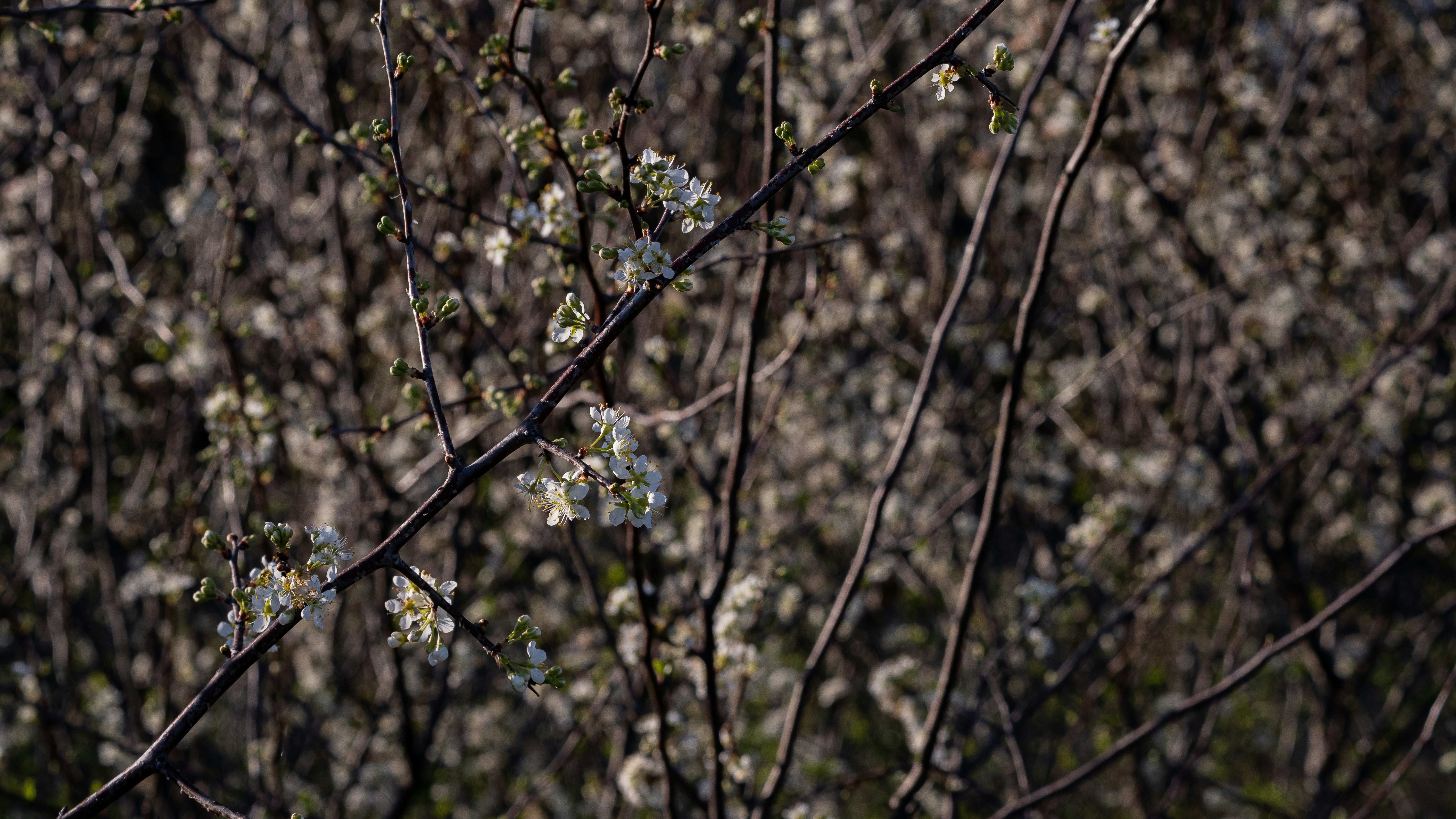a tree with white flowers in front of a brown background