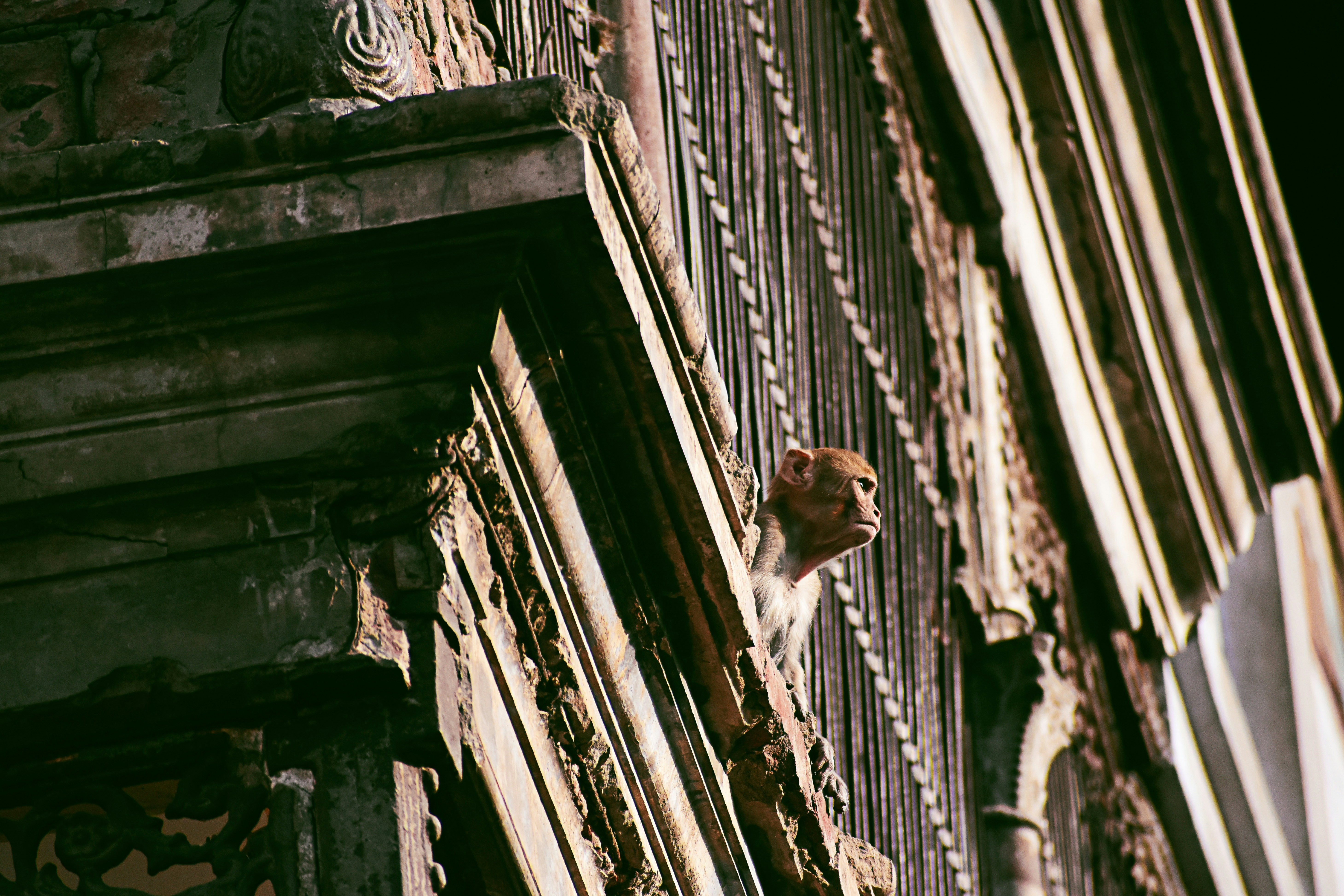 a cat that is sitting on the side of a building