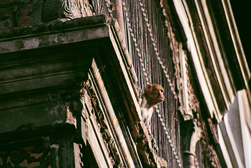 a cat that is sitting on the side of a building